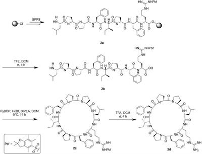 Silver-promoted solid-phase guanidinylation enables the first synthesis of arginine glycosylated Samoamide A cyclopeptide analogue